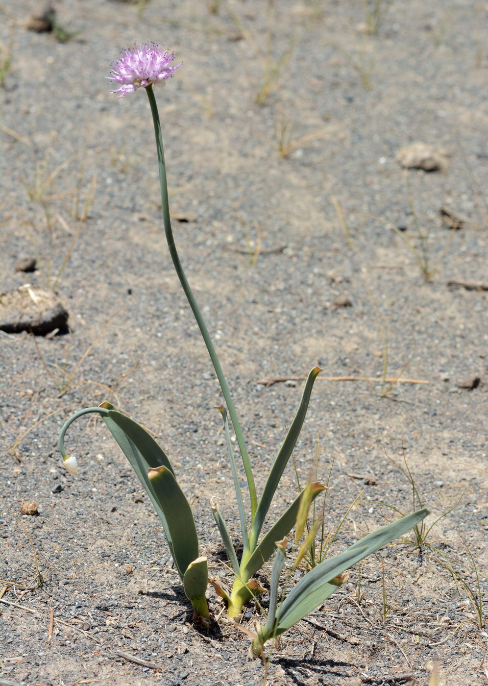 Image of Allium carolinianum specimen.