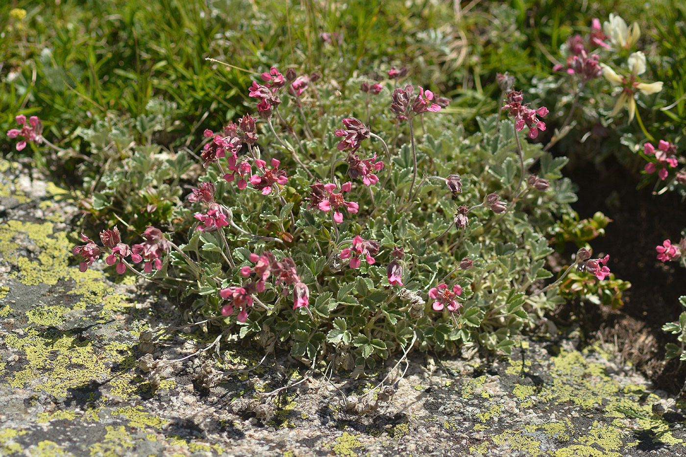 Изображение особи Potentilla divina.