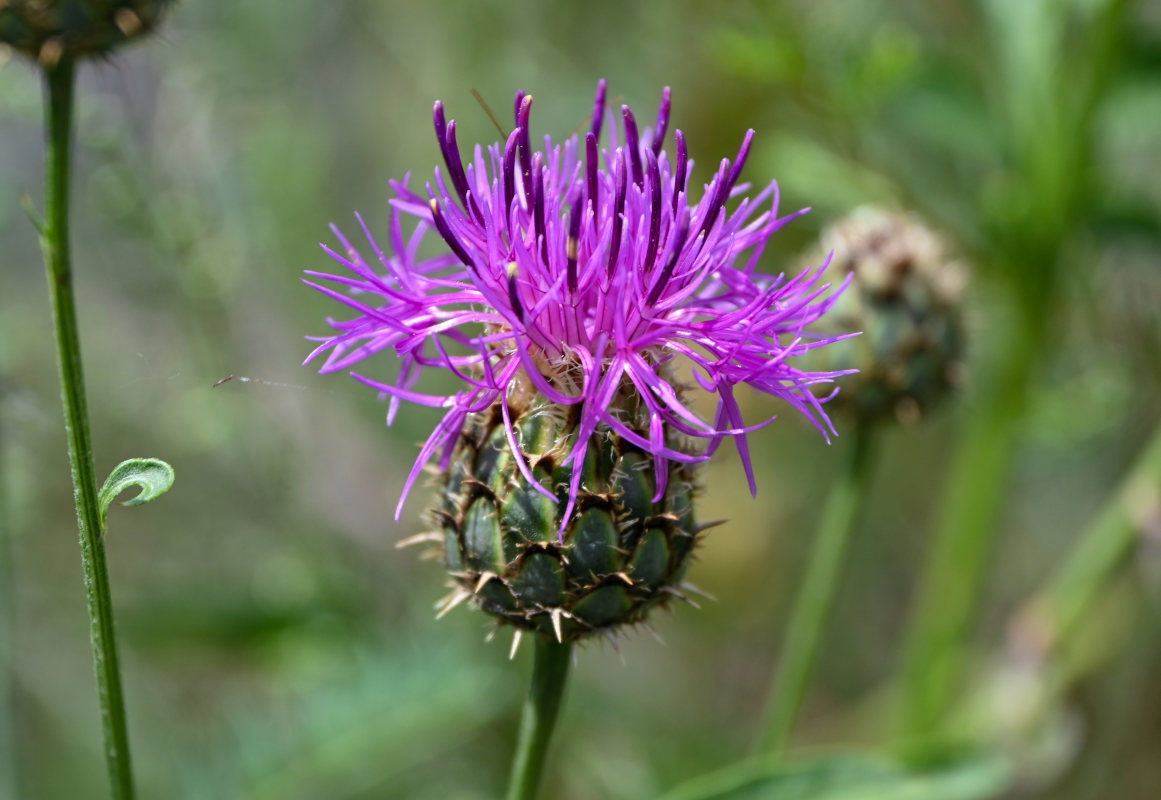 Изображение особи Centaurea ossethica.