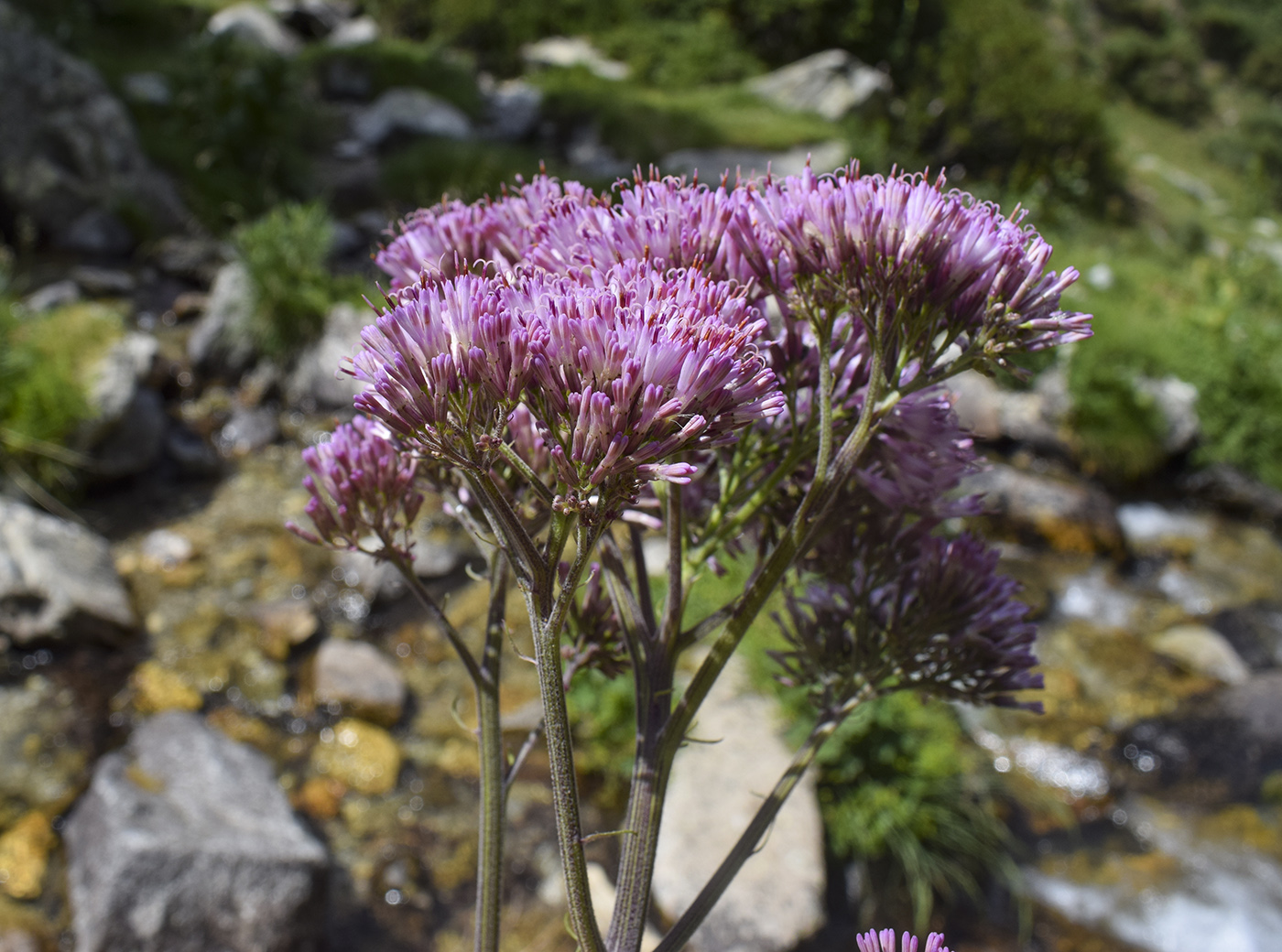 Image of Adenostyles alliariae specimen.