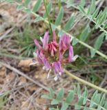 Смотреть изображение Astragalus physodes