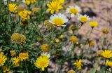 Glebionis coronaria. Верхушки побегов с соцветиями. Египет, мухафаза Александрия, г. Александрия, пустырь. 02.05.2023.