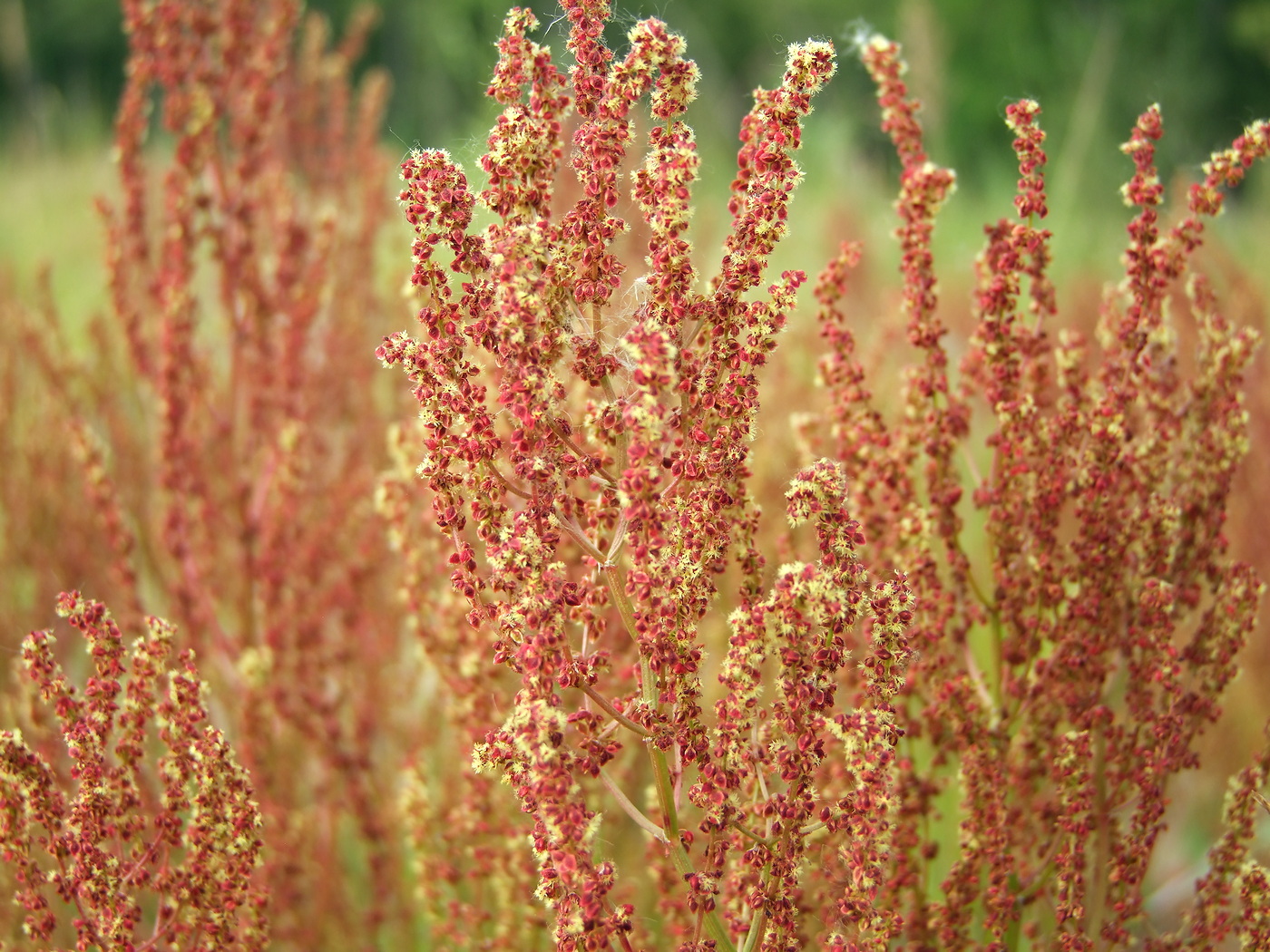 Изображение особи Rumex acetosella.