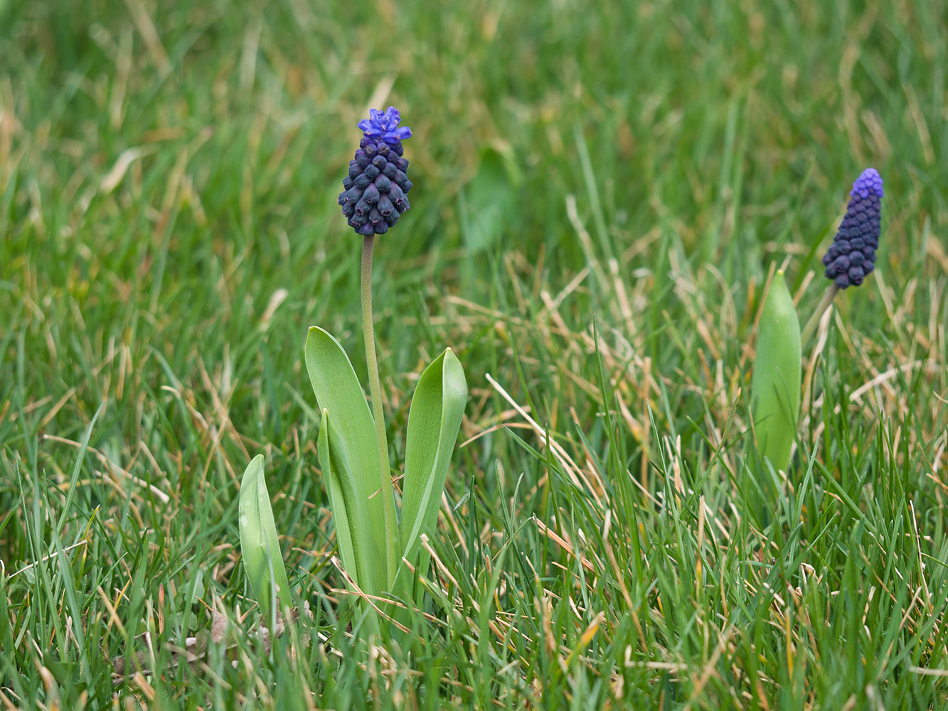 Image of Muscari latifolium specimen.