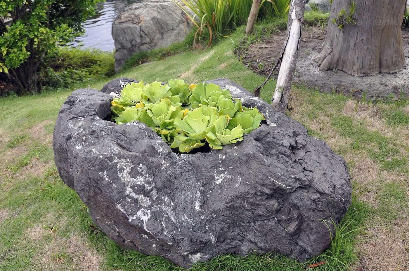 Image of Pistia stratiotes specimen.