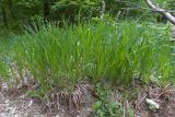 Carex acutiformis. Заросли вегетирующих и цветущих растений. Краснодарский край, Крымский р-н, окр. станицы Неберджаевская, ур. Темрючки, дубово-грабовый лес, у лесного ручья. 26.04.2024.