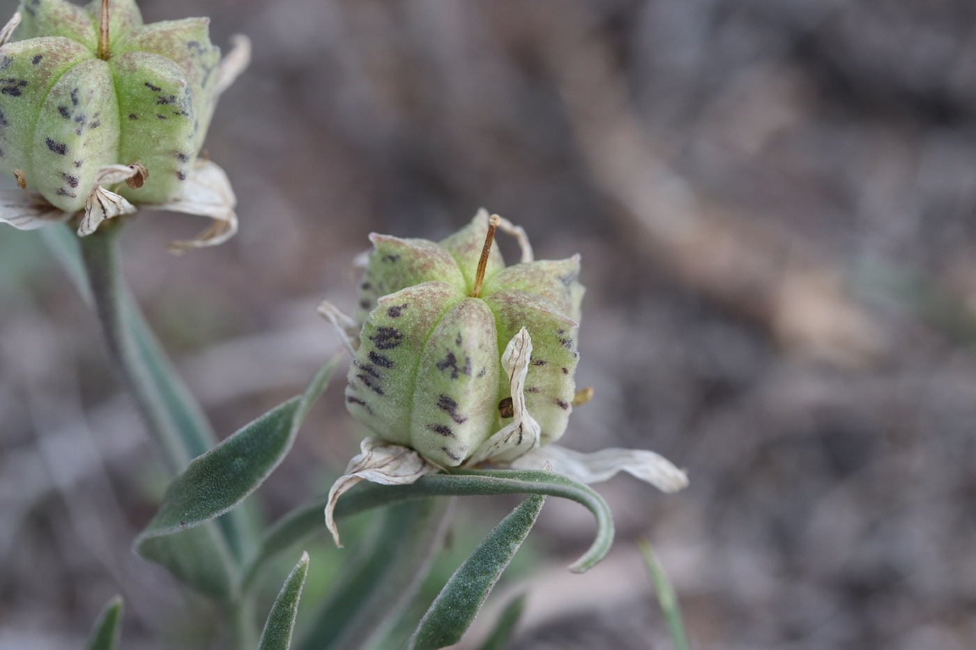 Image of Rhinopetalum karelinii specimen.