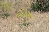 Ferula caspica