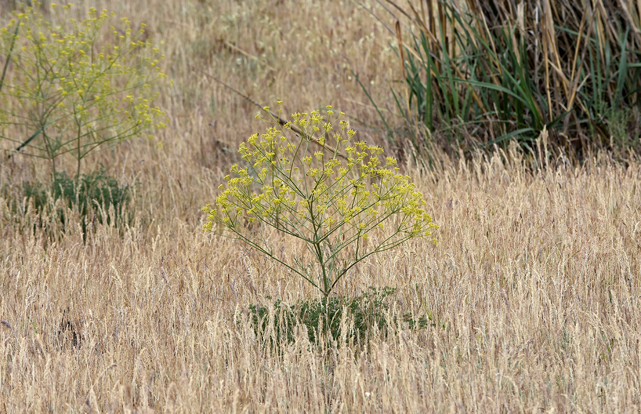 Image of Ferula caspica specimen.