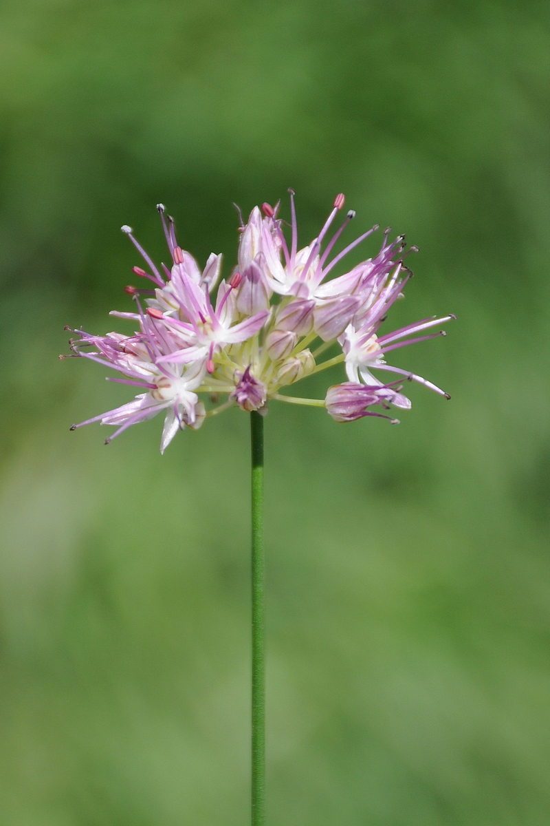 Image of Allium kokanicum specimen.