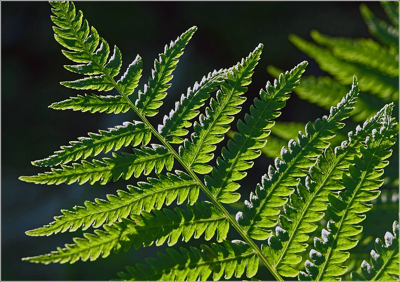 Image of Matteuccia struthiopteris specimen.