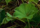 Alchemilla mollis