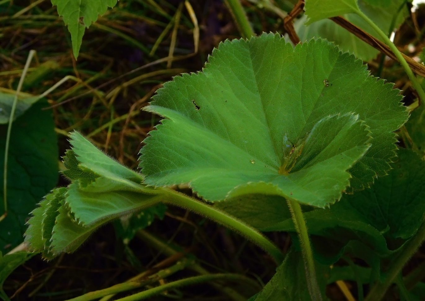 Изображение особи Alchemilla mollis.