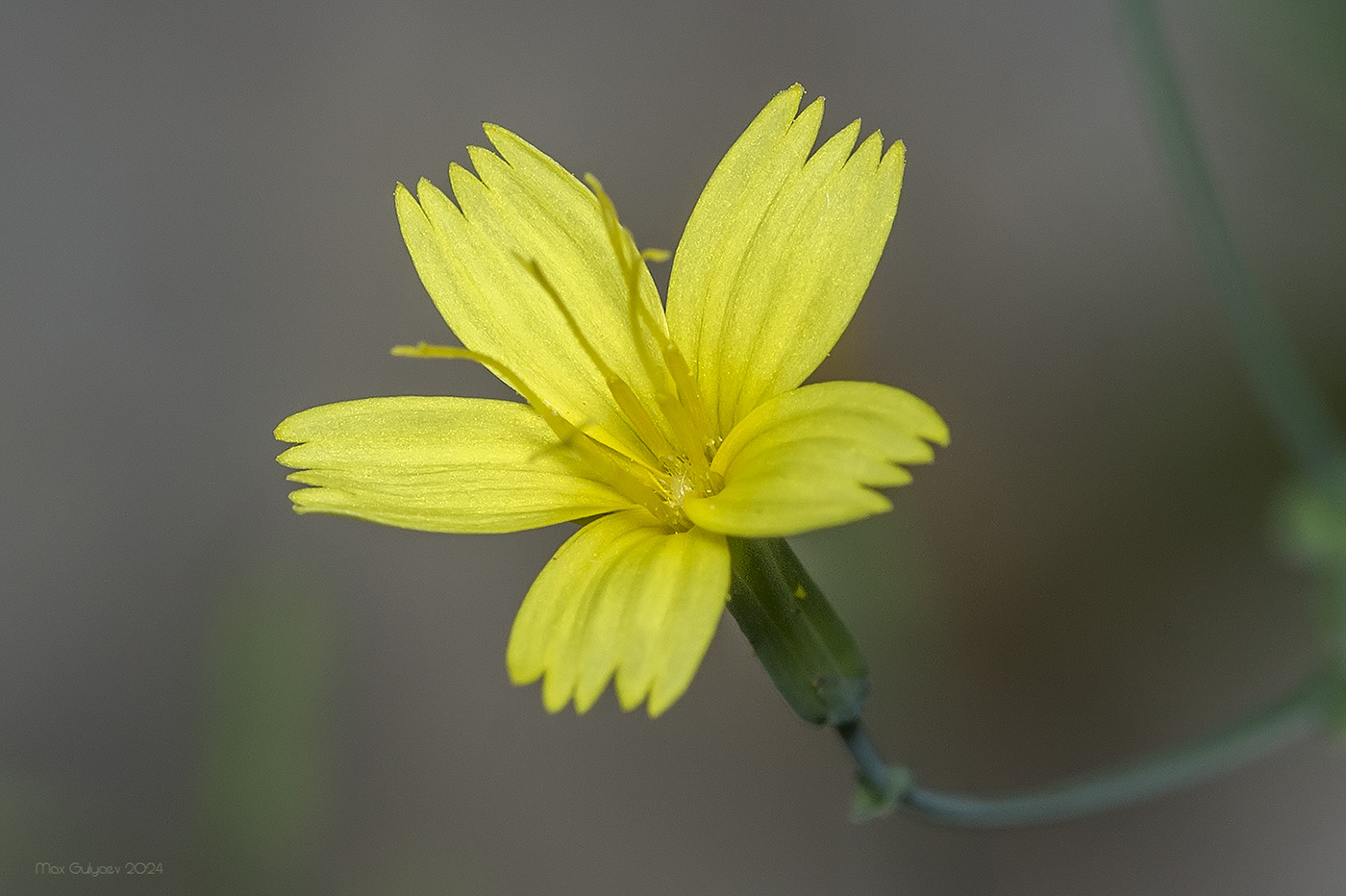 Изображение особи Mycelis muralis.