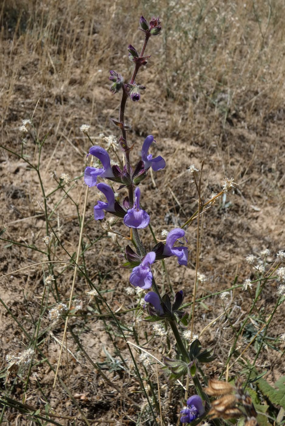 Image of Salvia virgata specimen.