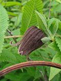 Clematis fusca. Часть основного побега и часть бокового побега с цветком. Хабаровский край, г. Комсомольск-на-Амуре, дол. руч. Тёплый ключ, в зарослях Sorbaria sorbifolia. 12.07.2024.