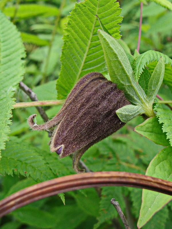 Изображение особи Clematis fusca.