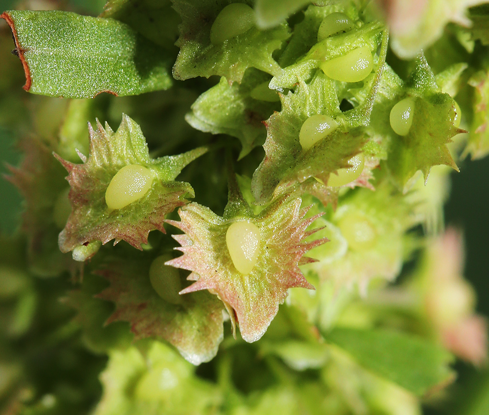 Image of Rumex stenophyllus specimen.