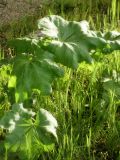 genus Alcea