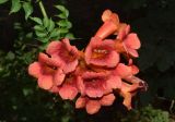 Campsis radicans. Соцветие. Узбекистан, г. Ташкент, Ботанический сад им. Ф.Н. Русанова, в культуре. 07.07.2024.