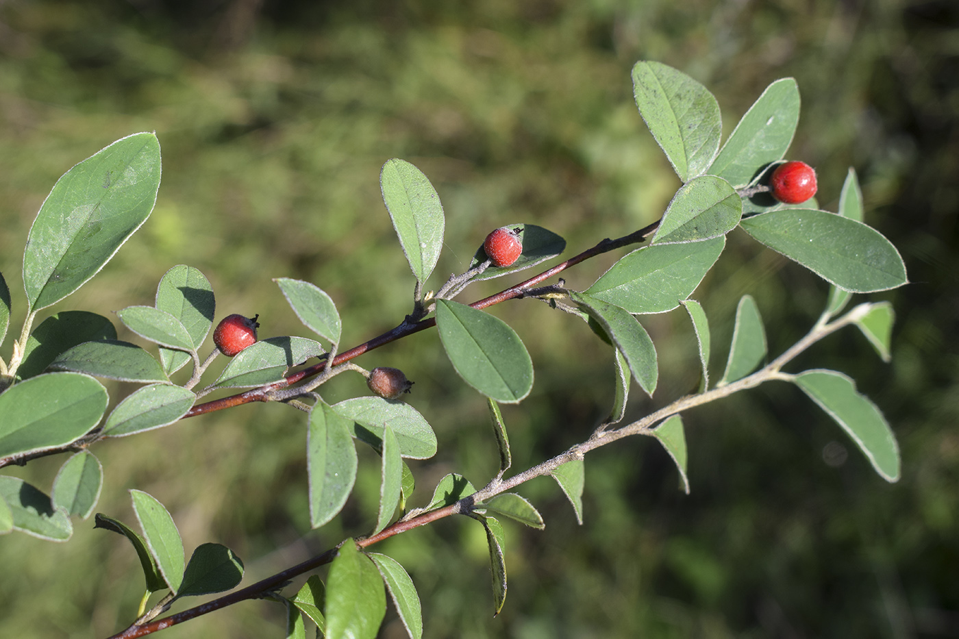 Изображение особи Cotoneaster pannosus.