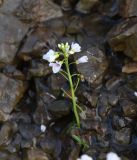 Cardamine seidlitziana. Цветущее растение. Чечня, Шаройский р-н, пер. Цумандинский, выс. ок. 2260 м н.у.м., в ручейке. 24 июня 2024 г.