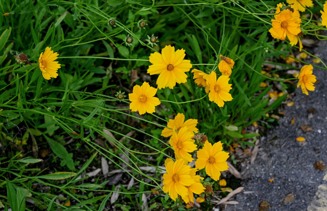 Image of Coreopsis grandiflora specimen.