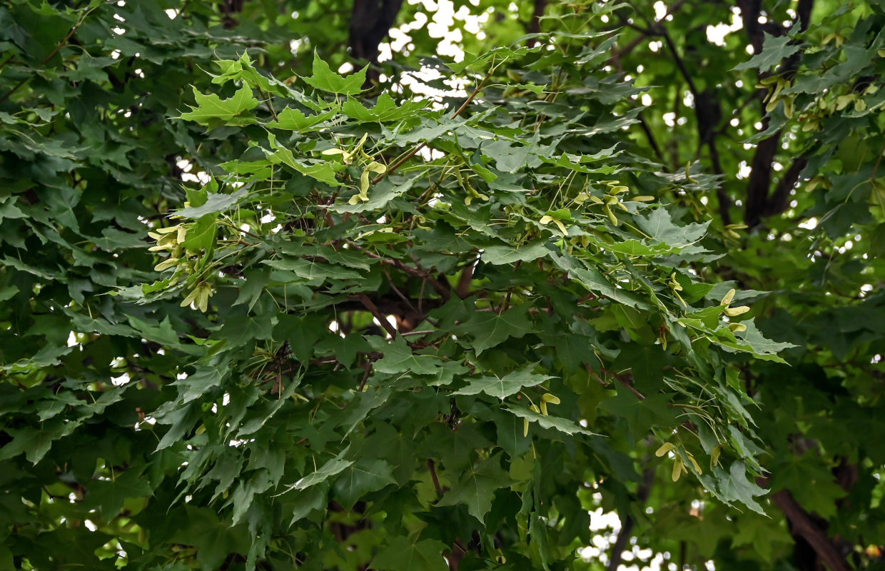 Image of Acer longipes specimen.