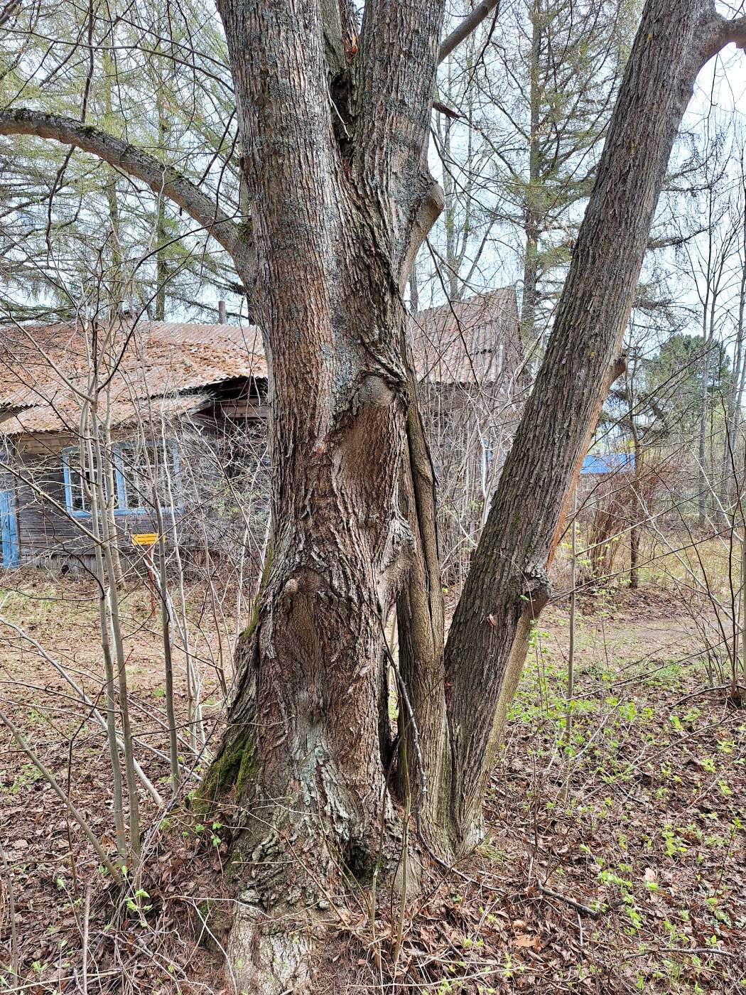 Image of Tilia platyphyllos specimen.