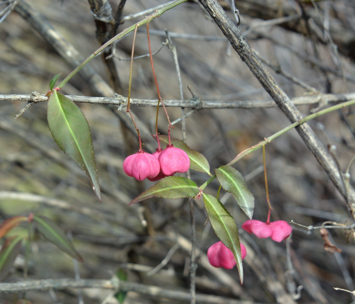 Image of Euonymus semenovii specimen.