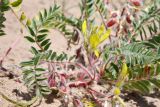 Astragalus rubtzovii