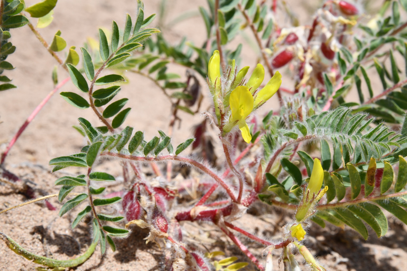 Image of Astragalus rubtzovii specimen.