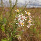 Galatella rossica. Верхняя часть цветущего растения с неокрашенными язычковыми цветками. Ульяновская обл., Мелекесский р-н, окр. с. Дубравка, дол. р. Ташёлка, солоноватый луг, пастбище. 26.08.2023.