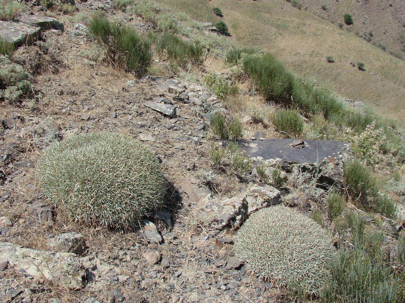 Image of Acantholimon tataricum specimen.