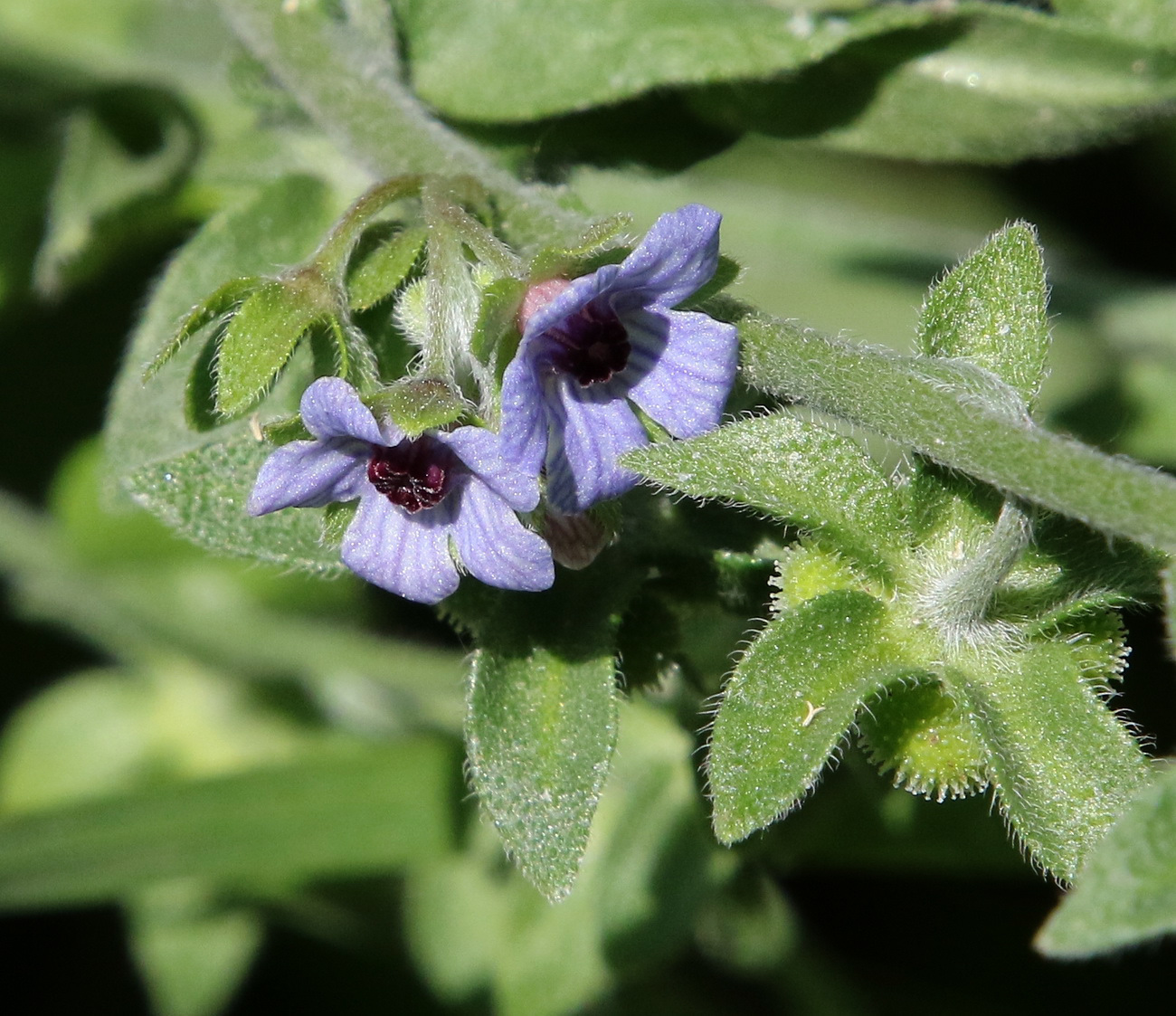 Image of Cynoglossum creticum specimen.