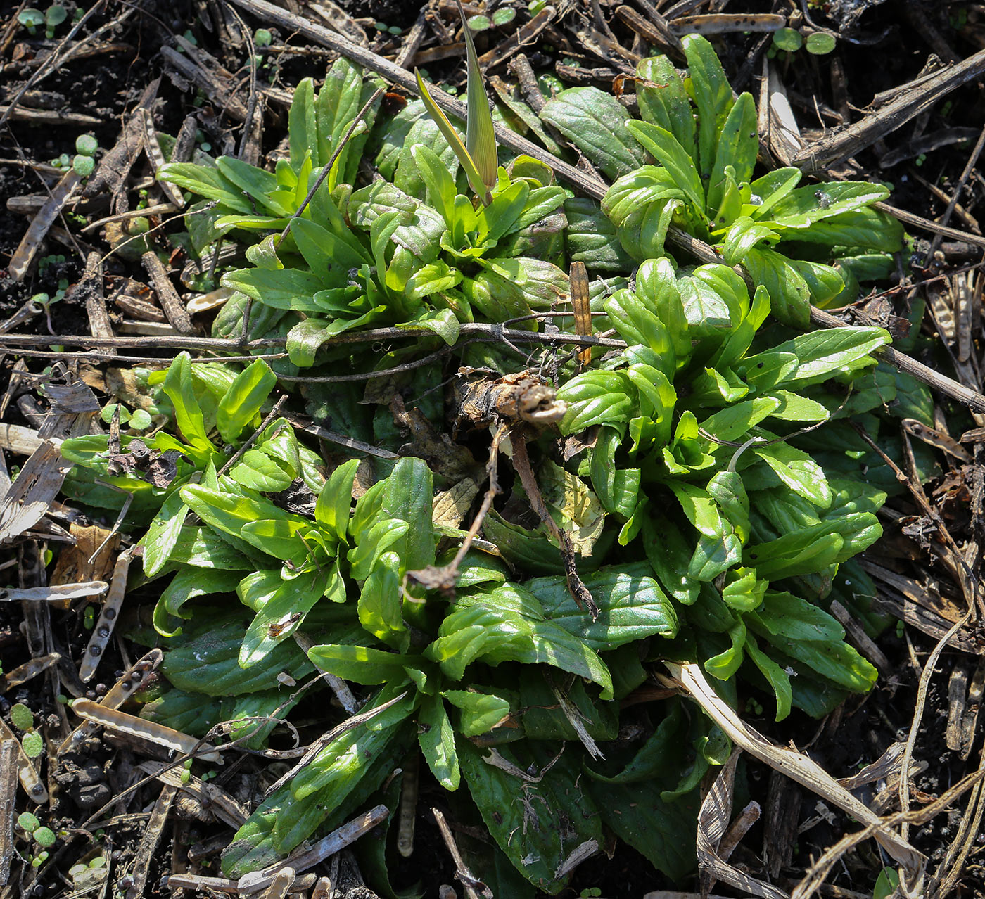 Изображение особи род Epilobium.