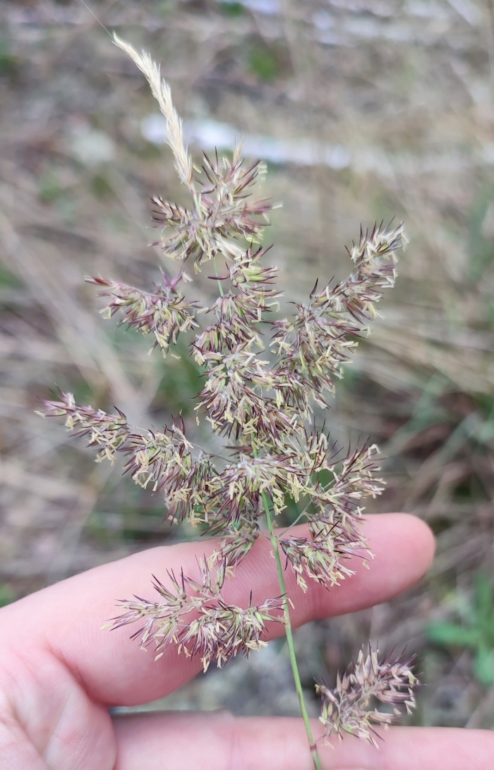 Image of Calamagrostis epigeios specimen.