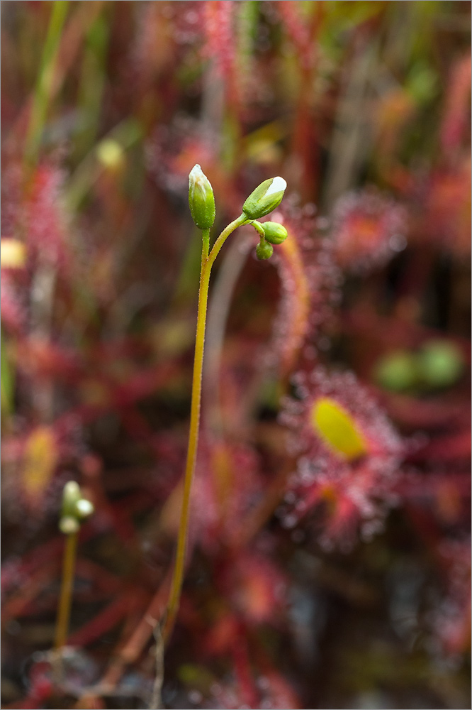 Image of Drosera anglica specimen.