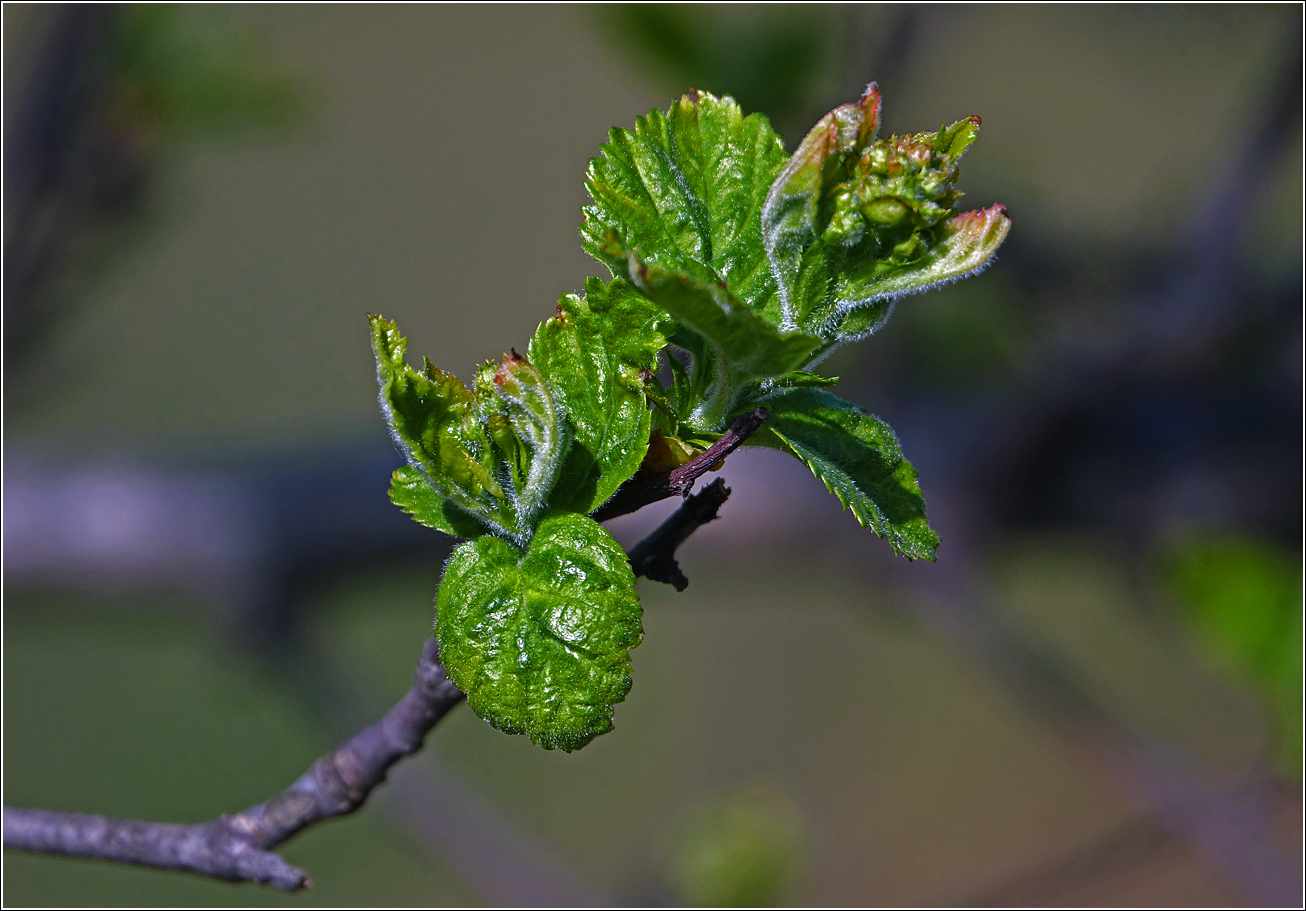 Image of genus Crataegus specimen.