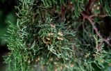 View full-size image Cupressus sempervirens