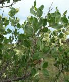 View full-size image Atraphaxis pyrifolia