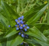 Смотреть изображение Gentiana cruciata
