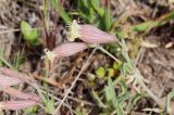 View full-size image Silene caucasica