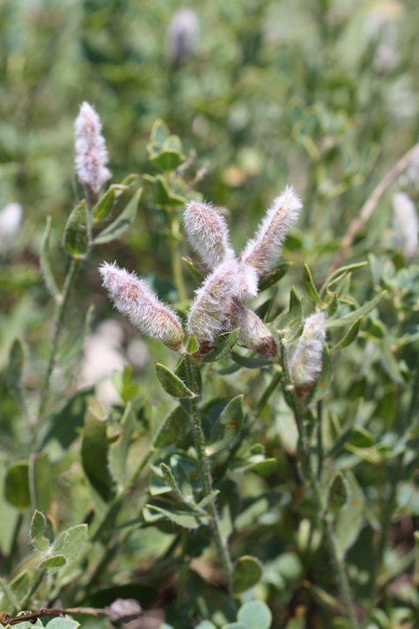 Image of Genista humifusa specimen.