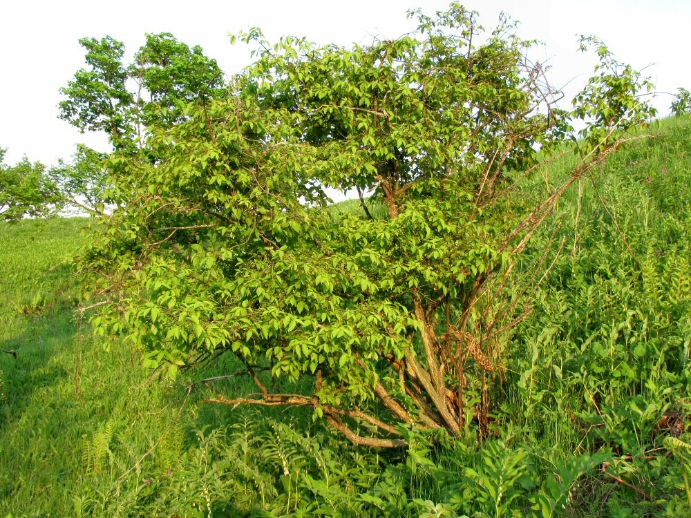 Изображение особи Euonymus verrucosus.