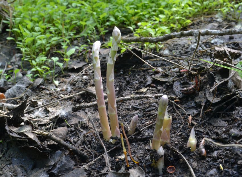 Изображение особи Asparagus officinalis.