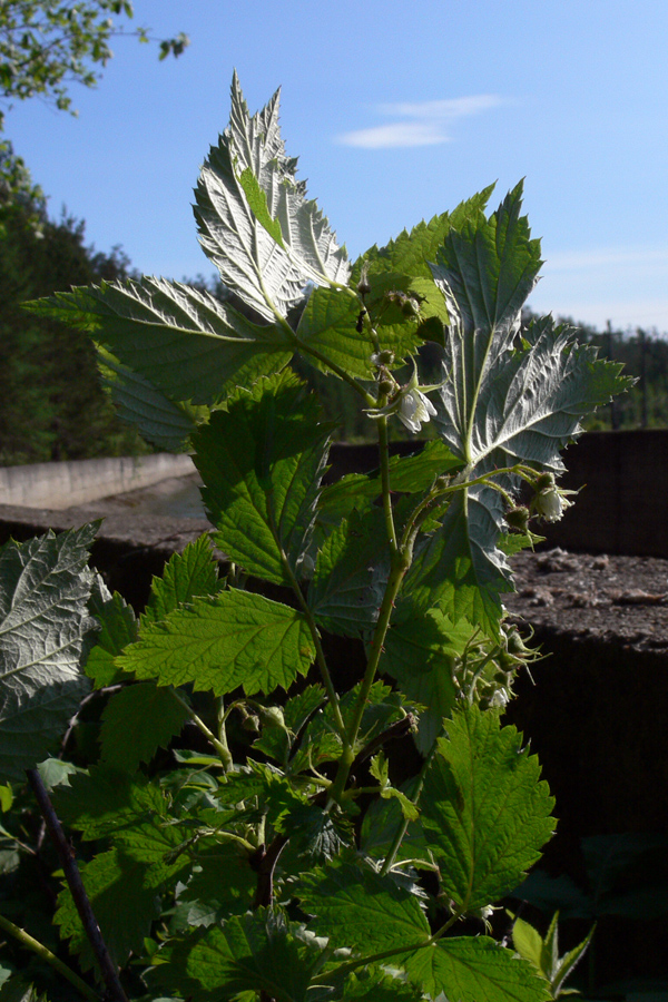 Image of Rubus matsumuranus specimen.