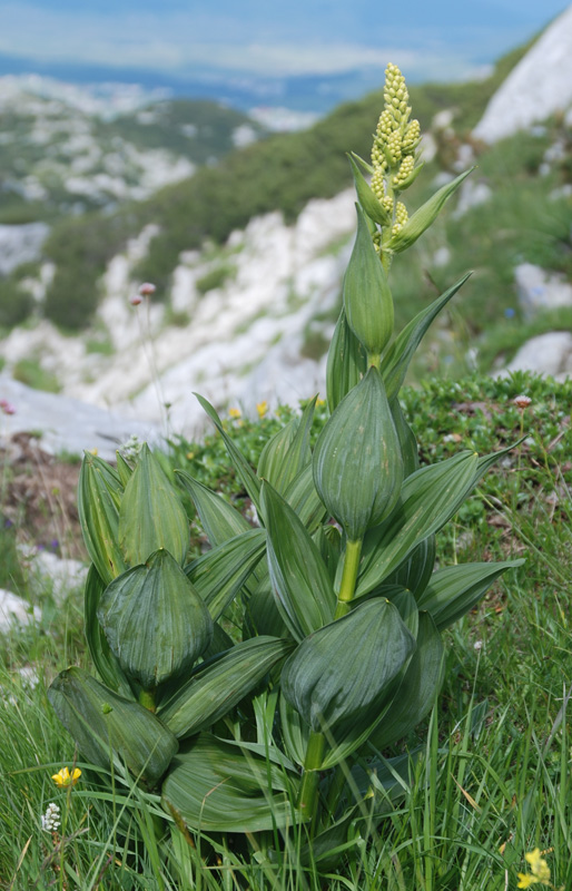 Изображение особи Veratrum album.