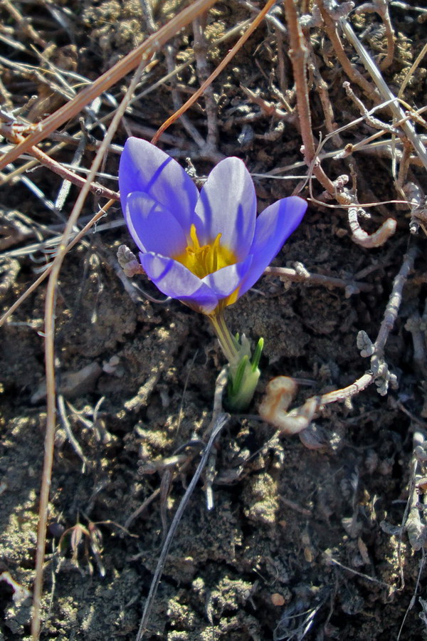 Image of Crocus adamii specimen.