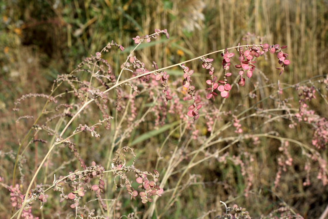 Image of Atriplex aucheri specimen.